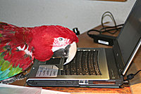 Das ist feuervogel!