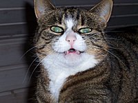 Das ist schatzili!