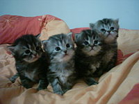 Das ist elfe12345!