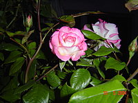 Das ist Rosilinchen!
