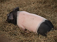 Das ist Nudelpudel!
