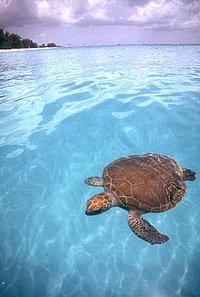 Das ist wasserschildkroete!