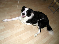 Das ist SteffiRLP!