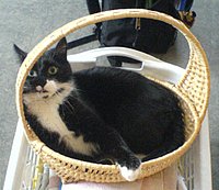 Das ist maichu!