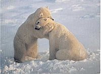 Das ist Eisbaerin!