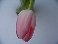 Das ist Rosenrot411!