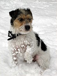 Das ist hauki!