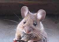 Das ist dannimaus!
