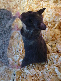 Das ist klein-Krümelchen!