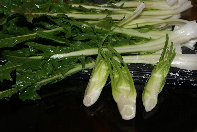 Vulkanspargel Vulkanspargel