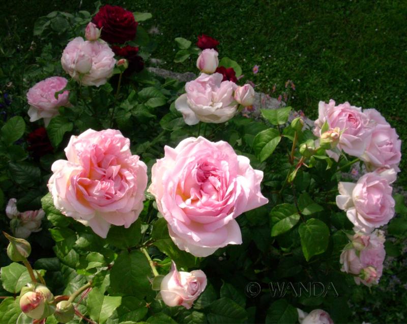 12+ Tess Of The D&#039;urbervilles Rose Erfahrungen PNG