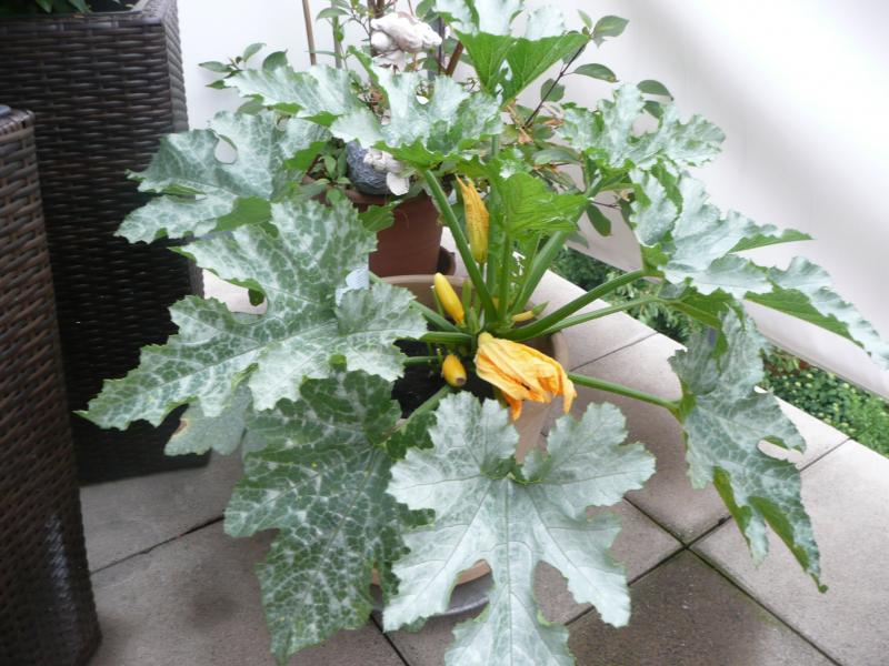 Kann Man Zucchinipflanzen Auch In Blumenkubel Pflanzen Haus