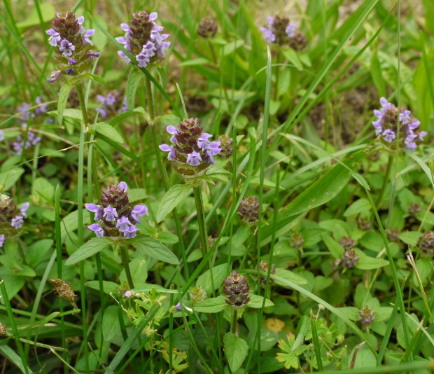 Welches Unkraut macht sich da breit? | Haus & Garten Forum | Chefkoch.de